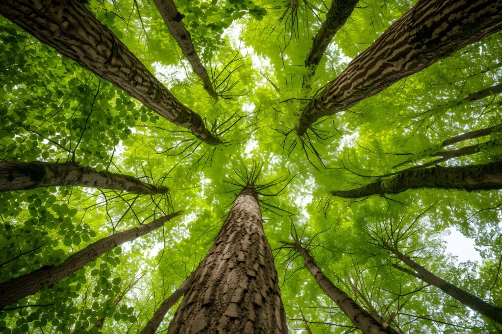 Multa ambiental